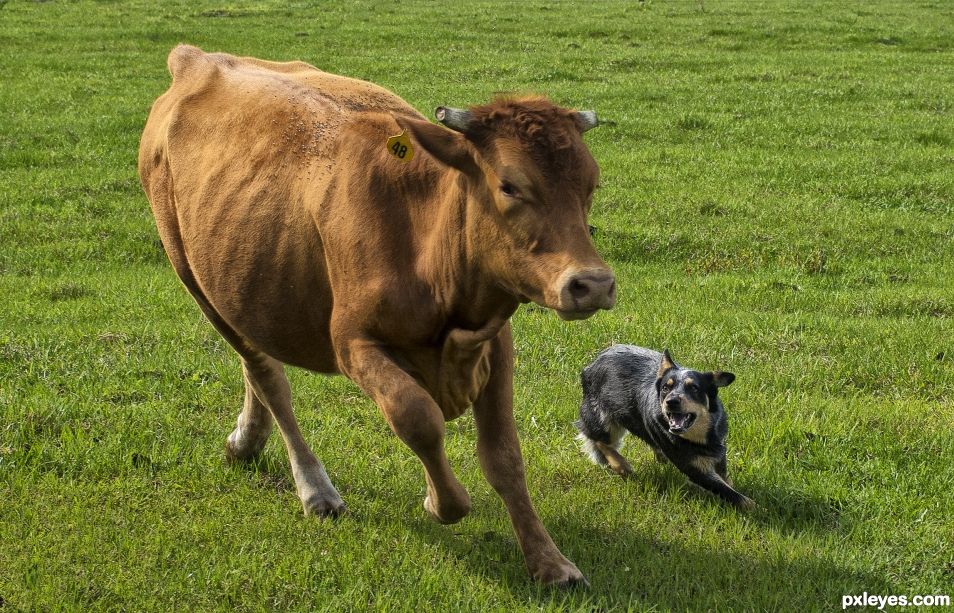 Rounding up the cows