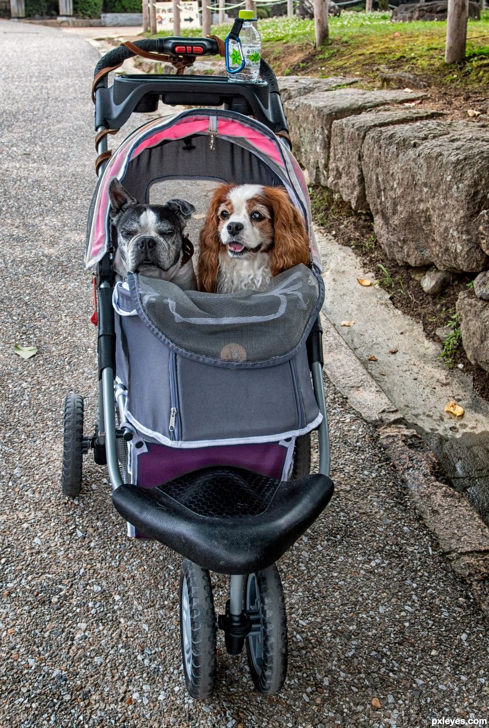 Taking the dogs for a walk