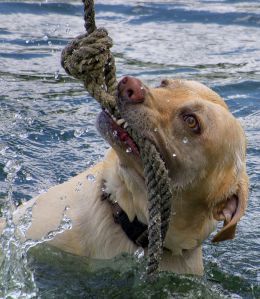 Having fun in the pond