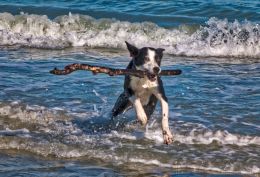 big stick