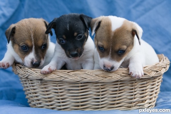 Basket of Fun