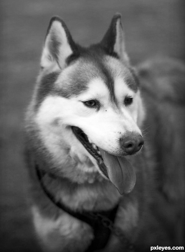 Husky photoshop picture)