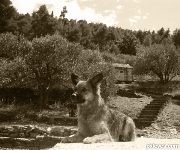 Near the olives