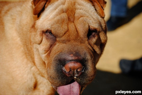 Shar-pei