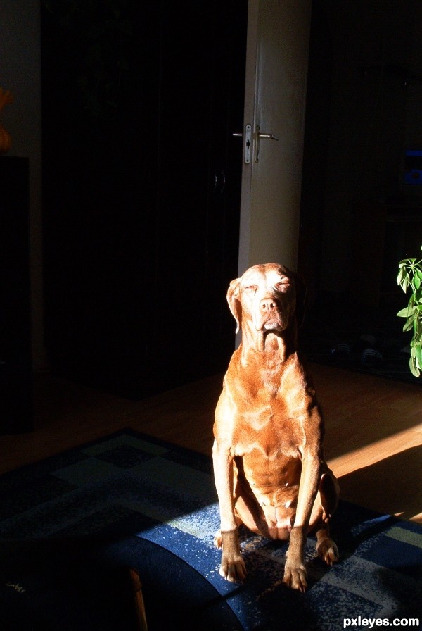 Vizsla