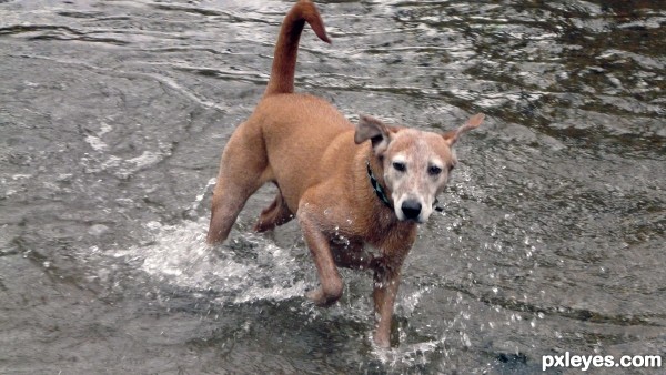 water dog