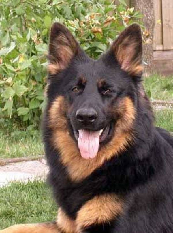 Creation of German Shepherd: Step 11
