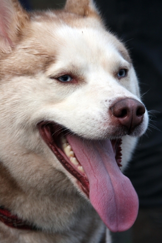 Creation of Husky: Step 9