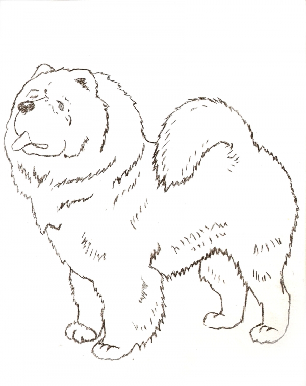 Creation of Chow Chow: Step 1