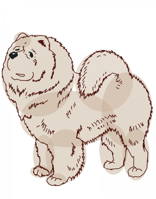 Creation of Chow Chow: Step 3