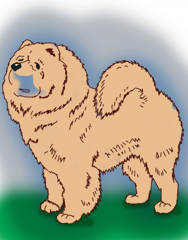Creation of Chow Chow: Step 5