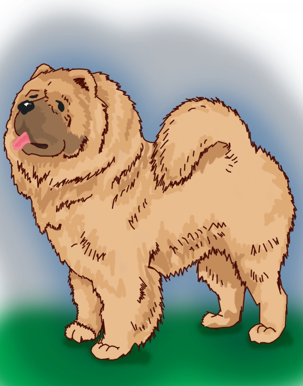 Creation of Chow Chow: Step 8
