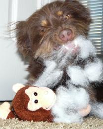 Monkey Vrs Doggie