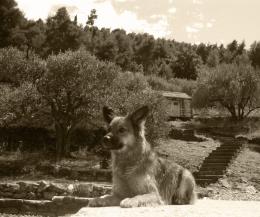 Near the olives