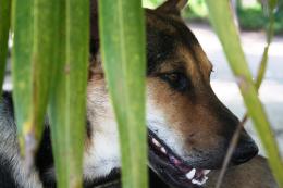 Thai Beach Dog