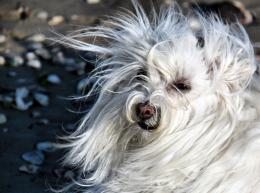 Windy day