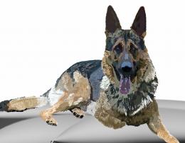 German Shepherd