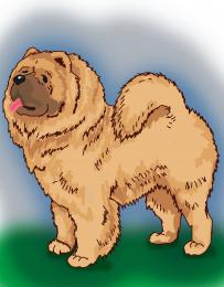 ChowChow