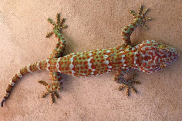 Creation of Lizard: Step 1