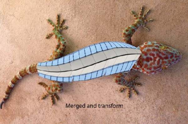 Creation of Lizard: Step 3