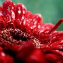 dominating red photography contest