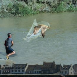 Fishingabird