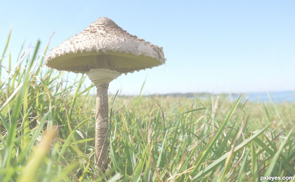 Creation of Maritime mushroom: Step 1