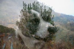 the dog