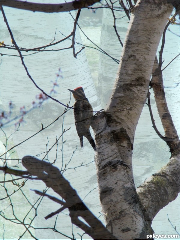 Amongst the birches