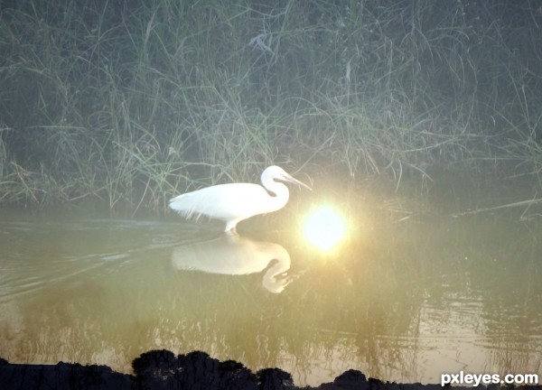 evening crane