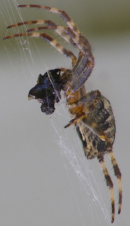 Creation of Arachnophobia: Step 2