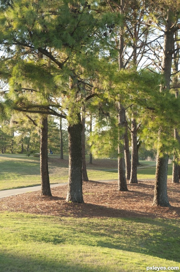 Creation of Trees : Step 1
