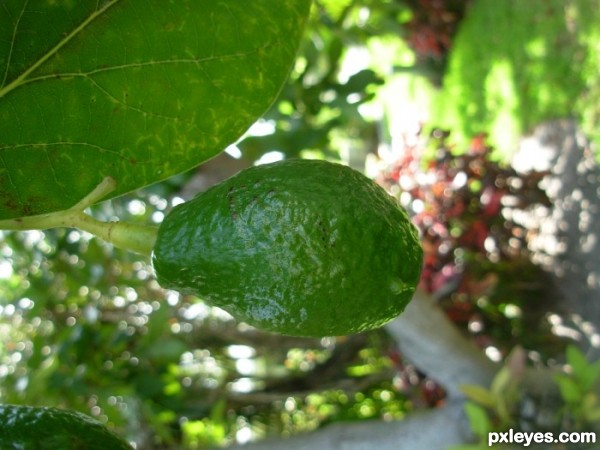 Creation of The Avocado: Step 2