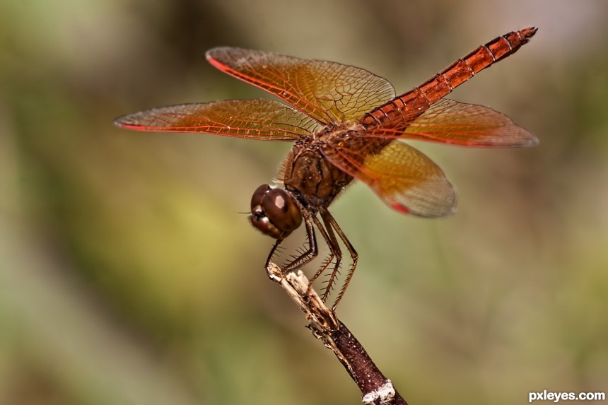 Dragon fly  photoshop picture)