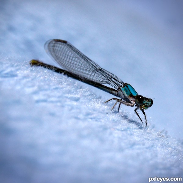 Dragonfly 0289b9