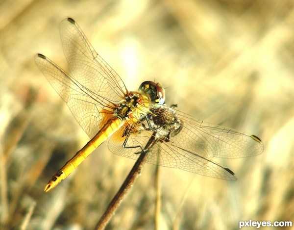 Dragonfly