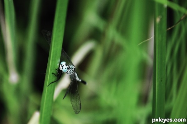 In the Tall Grass