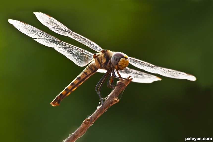 Laughing Dragon fly  photoshop picture)