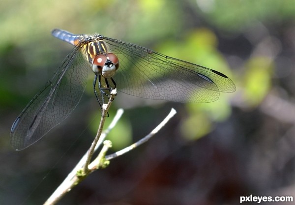 Rainbowy Dragonfly