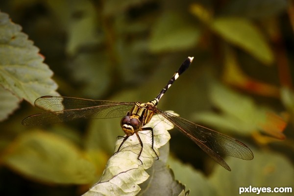 Rest after flying