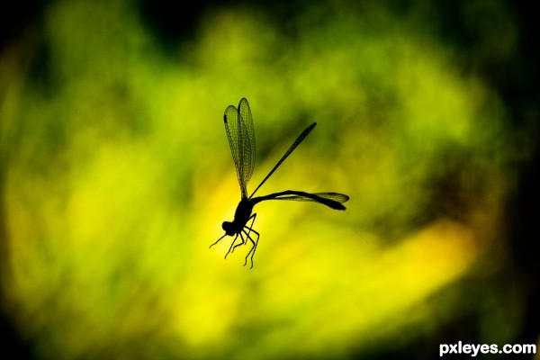 Trapped Dragonfly