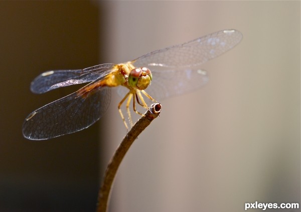 dragonfly baby