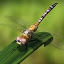 dragonflies photography contest