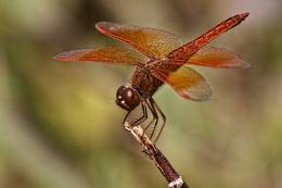 Dragon fly 