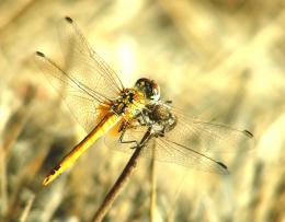 Dragonfly