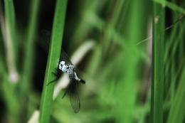 In the Tall Grass