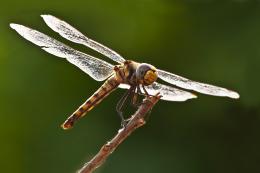 Laughing Dragon fly 