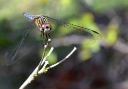 Rainbowy Dragonfly