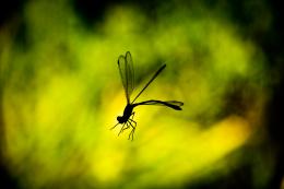 Trapped Dragonfly