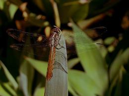 dragonflies